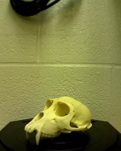 Monkey Skull Scan