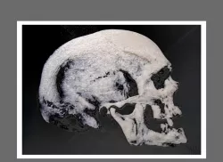 skull 3D