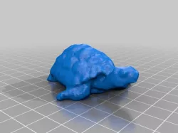 tortoise