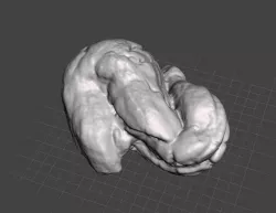 40 MYA Coprolite, Ancient Turtle Feces Fossil