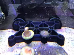 Coral Frag Rack