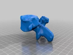 lumbar vertebrae