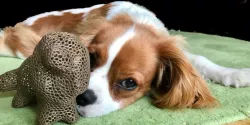 My Dog