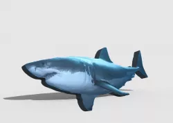 Shark