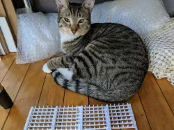 Cat Deterrent Spike Strip