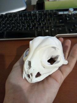 feline skull anatomy 3d models 【 STLFinder