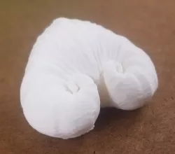 Spiral Heart Shell - Meiocardia Vulgaris