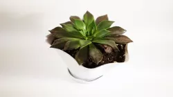 Flower Vase Natural Shape W/ Base
