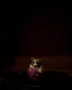 Kitten with yarn ball