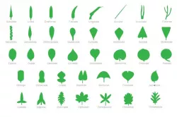 Montessori complete botanical set: 12 puzzles and botany cabinet complete of 38 leafs for laser cut