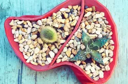 Organimetric Pot (for succulents)