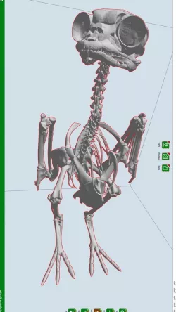 Porg Skeleton