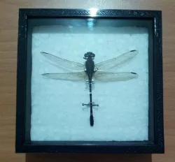 Specimen box