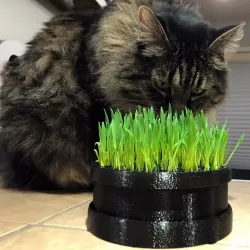 Cat Grass Planter