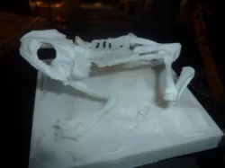 frog skeleton (Remix from lordlilapause )