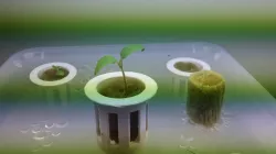 Hydroponic Net Pot