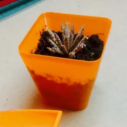 Small Plant Pot