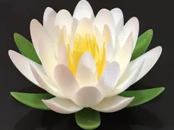 Water Lily or Lotus Flower