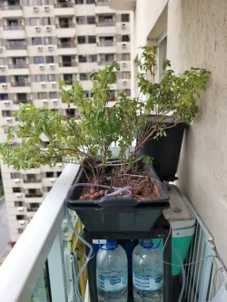 Automatic home plants watering system (under $10 bucks!) - Arduino Nano