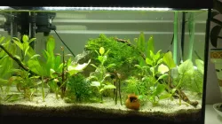 CO2 Aquarium diffuser