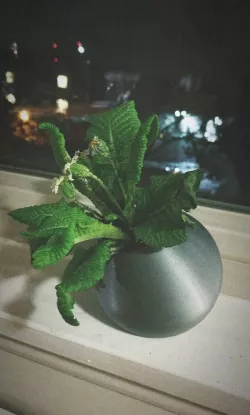Flat Bottom Sphere Planter