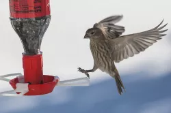Modular Bird Feeder Perch for Gazorpa’s Soda Bottle Feeder Base
