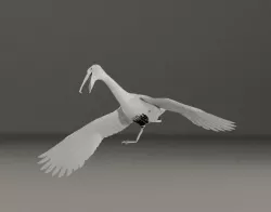 pelican bird flyed
