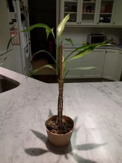 Bamboo Pot (with stake)