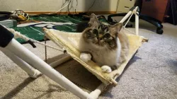 Cat Hammock