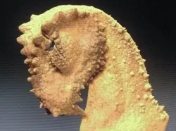 Dragon head