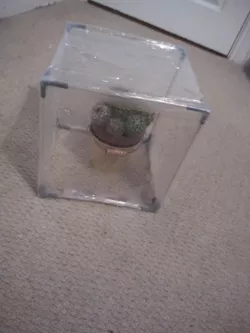 Greenhouse 