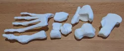 Human foot bones