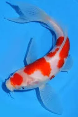 koi fish