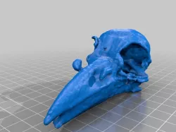 Raven Skull -BC8130