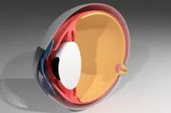 Accurate and Proportional Human Eye 