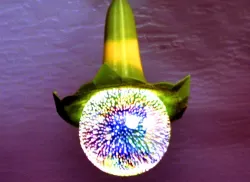 Angel's Trumpet Pendant Lamp