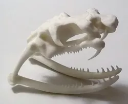 King Cobra skull