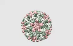 Turnip Crinkle Virus (TCV) native form [PDB-3ZX8]
