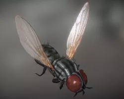 Animated Housefly Low-poly  3D model
