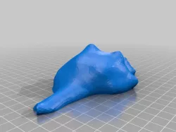 Conch Shell