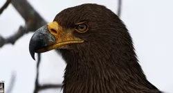 Eagle 3D Model  3D model