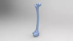 FEMUR