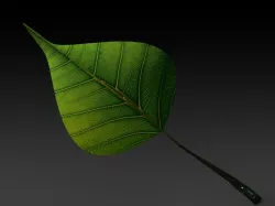 Leaf
