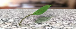 leaf