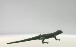 Lizard (without details)