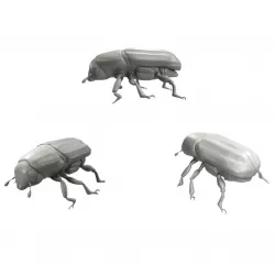 Realistic Beetle model 3D model