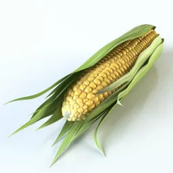 Realistic Corn 3D model