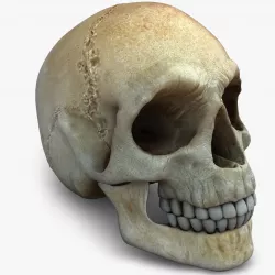 Realistic Skull 3D model