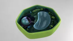 Scientific model of a Plant Cell 3D model