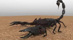 A highly detailed and UV textured 3d model of a scorpion 3D model